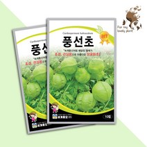 풍선초 10립 세계종묘 덩굴식물 씨앗 조경용 식물