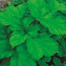 국산 적 어수리 식물 나물 씨앗 품종 종자 50립 채소류 판매 야채류 종묘사 _ 22092786EA 3bunshop*968741239pD, 본상품선택, 3개