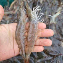 국내산 생물 제철 새우 신안 산지직송 특대 흰다리새우, 1kg (25미 내외), 1개