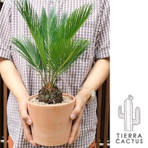 *티에라선인장* [화분포함 완제품]키우기 쉬운 소철, 베이직 화이트토분(받침불포함)