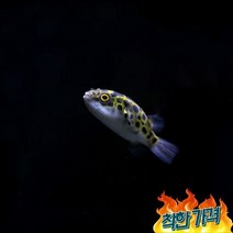 초록복어 2마리 (3cm 내외)