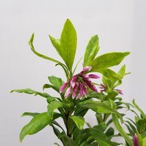 온누리농원 천리향