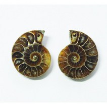 미니 암모나이트 화석 고생대 관찰 학습 방과후 수업 이해 교구 원리 돌봄 도구 재료 과학 창의