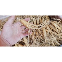 인삼 금산 국내산 수삼 파삼 실속형 5 6년근 햇수삼 300g 600g 1kg 뿌리 삼계탕 믹서용 원수삼, 1kg(20-25뿌리)