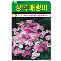 상록패랭이중포장사계패랭이 향기 좋은 패랭이꽃 7000립
