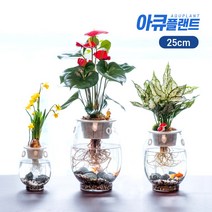 아큐플랜트 어항 화분 중형 25cm 미니어항 수중 수경재배 수초어항 사무실 거실인테리어, 25어항_스파트필름세트