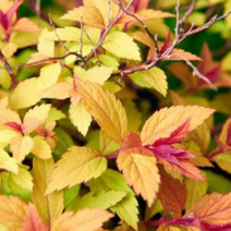 삼색조팝/왜성 [4포트] (복남이네야생화 꽃나무 조팝나무 spiraea)