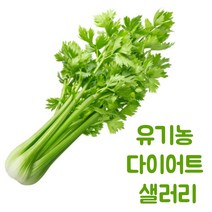 국산 국내산 다이어트 식단용 즙용 샐러리, 샐러리 (Celery) 10kg, 1개