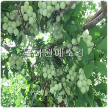 목하원예조경 은행나무 묘목 (실생2년특묘)