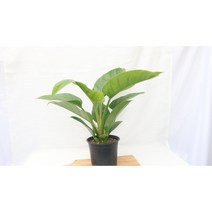 [골든플랜트]대엽콩고 대엽콩고중품 콩고 공기정화식물 콩고키우기