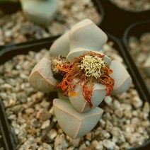 마옥 예쁜 다육 랜덤 1226-07, 단품, 1개