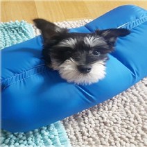 강아지털말리기 드라이룸 네이비 M 애견건조기 털관리