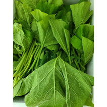 제철 햇 부드러운 호박잎 500g 1kg 쌈 쌈채소 호박 잎 여름호박잎 국내산 다이어트 건강식 재료 조선 호박잎나물, 1개