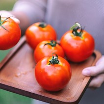 양가네 몰래먹는 친환경 유기농 토마토 3kg