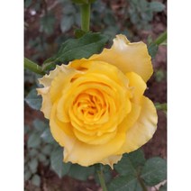 사계장미(사계땅장미 사계넝쿨장미 사계줄장미), 넝쿨장미, 진노랑