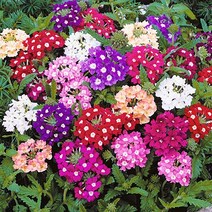 [모야모 꽃씨] 버베나 파라솔 혼합색 25립 씨앗 가을파종