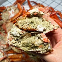 속초 주문진 제철 박달 홍게 붉은 대게 다리 85%이상 수율보장 산지직송, 생물, 박달홍게 3kg(중/7~8마리)