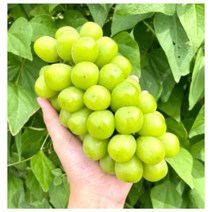 영천 샤인머스켓 특등급, 2kg(3수)