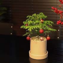 크리스마스 트리 아라우카리아 화분+led전구+피규어+리본화환서비스