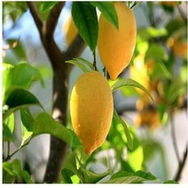 순희농장 레몬나무화분(60cm 100cm), 레몬나무화분(상)60cm전후, 1개