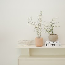 마오리소포라 인테리어식물 공기정화식물 플랜테리어 코로키아 뮬렌베키아, 마오리 소포라 특대, 화이트 우드 스탠드 16cm + 받침