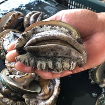 [항아리속바다] 완도 참전복 직접키운 직거래 완도 활전복, (대전복)9-10미, 1kg[9-10마리]