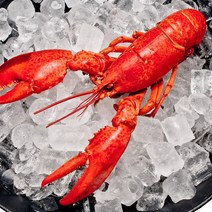 랍스터 자숙 대왕 활 크레이피쉬 스파이니 캐나다 랍스터구이 회 500g~4.8kg, 2~2.5kg (3~4마리), 자숙 랍스터