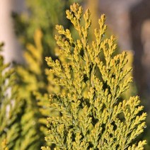 침엽수 측백나무 묘목 / 황금측백 / 정원수 묘조경/ 50센티높이 NT10-1