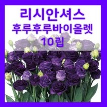 꽃씨몰 꽃씨 봄 파종 여름꽃씨 가을 노지월동 다년생 야생화 양귀비 종자 꽃씨앗, 236.리시안셔스 바이올렛 10립(다년생)