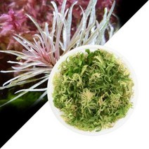 수초-무균 조직배양 루드위지아 슈퍼화이트-열대어 어항 수중식물