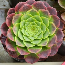 다육식물(페스티벌) 랜덤, 1개