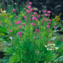 숙근 아네모네 루브라 [3포트](복남이네 야생화 모종 왜성 바람꽃 anemone), 1개