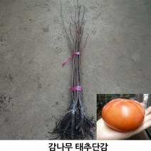 감나무묘목 감풍단감나무 2년생 특묘 봄에 심을만한 묘목 ys