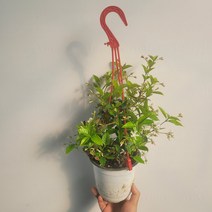 무배 백화등 향기 야생화 중품 행잉플랜츠 30-60cm 119