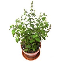 우리집 반려묘를 위한 고양이 캣닢 화분 재배 세트, 없음