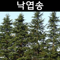 낙엽송 키80cm내외 포트 5개/나무 묘목/활엽수/정원용