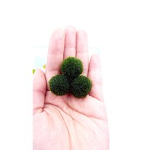마리모 키우기 2cm 1개 [체리새우/crs새우/생이새우키우기] 애완관상용새우놀이터