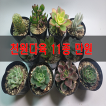 천안다육농원 국민 다육 다육식물 다육이 다육식물세트 공기정화식물, 이천원다육 6종 10000원 랜덤
