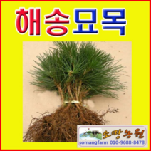 (A소망)해송 묘목(키 약1미터) 1그루, 1개