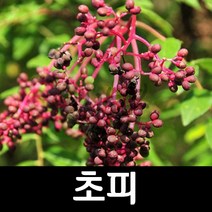 초피나무/민초피나무/묘목/특용수/실생2년특묘/키80cm