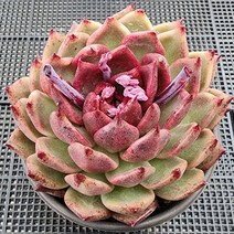 아우라 좋은 다육이 모아보기, 5번-나이키다육이