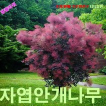 팝플라워 자엽안개나무 (Smoke Tree) 씨앗 5립