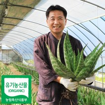 권도영알로에 유기농 생알로에 사포나리아 1kg 식용 먹는알로에, 알로에 생잎 5kg