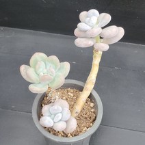 꽃다리 아마조네스 자연군생 18 다육식물 다육이 아이만배송, 1개
