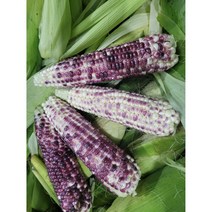 강원도 홍천 흑찰옥수수 햇옥수수, 20개입