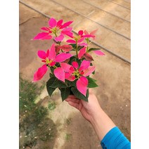 15~30cm 35 핑크 포인세티아 소품, 1개