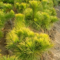 황금해송/포트묘(2주묶음)/묘목/c0874