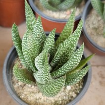 월동자 중품 다육이 다육아트 플랜테리어 아프리카 다육식물 랜덤8-23, 단품, 1개