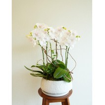 승진난 축하난 서양란 보자기난 호접난 환갑 개업 화분선물 예단 상견례난 인테리어식물 난선물