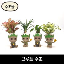 [수초몰] 미니 그루트 수초 / 초보수초 구피 어항, 미니그루트+애란